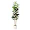 7ft. Fiddle Leaf Tree in Decorative White Planter